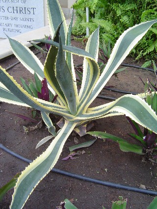Saw Tooth Cactus